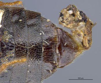 Media type: image;   Entomology 6259 Aspect: abdomen dorsal view